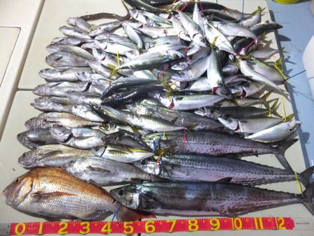 Hit Rush(ヒット ラッシュ) 釣果