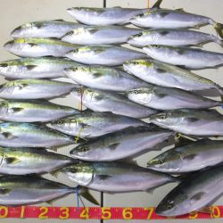 Hit Rush(ヒット ラッシュ） 釣果