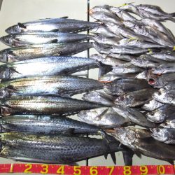 Hit Rush(ヒット ラッシュ） 釣果