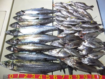 Hit Rush(ヒット ラッシュ） 釣果