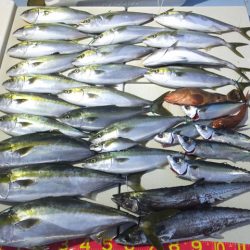 Hit Rush(ヒット ラッシュ) 釣果