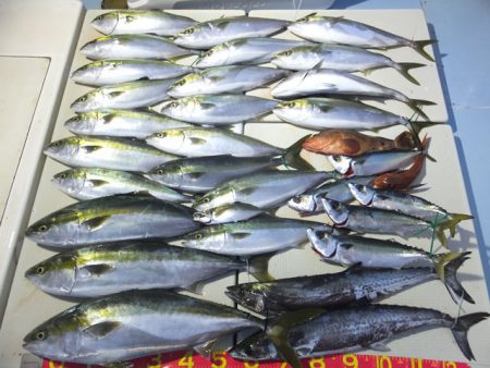 Hit Rush(ヒット ラッシュ） 釣果…