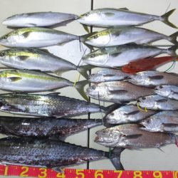 Hit Rush(ヒット ラッシュ) 釣果