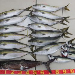 Hit Rush(ヒット ラッシュ) 釣果