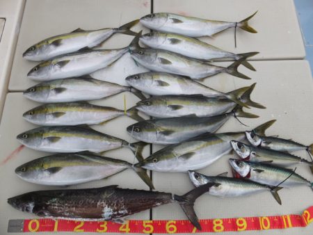 Hit Rush(ヒット ラッシュ） 釣果…