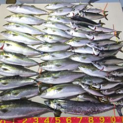 Hit Rush(ヒット ラッシュ) 釣果