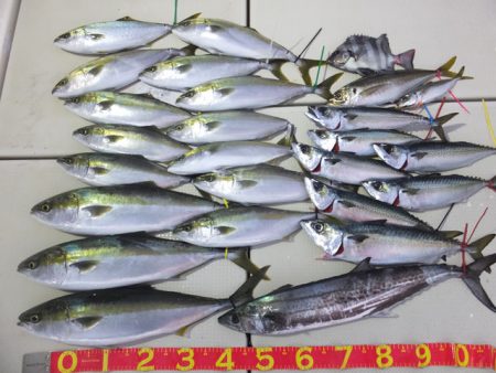 Hit Rush(ヒット ラッシュ） 釣果…