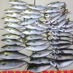 Hit Rush(ヒット ラッシュ) 釣果