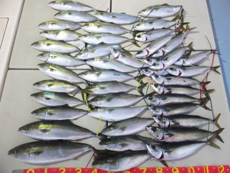 Hit Rush(ヒット ラッシュ） 釣果…