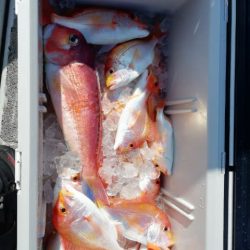 第二大福丸 釣果