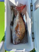 久里浜黒川本家 釣果