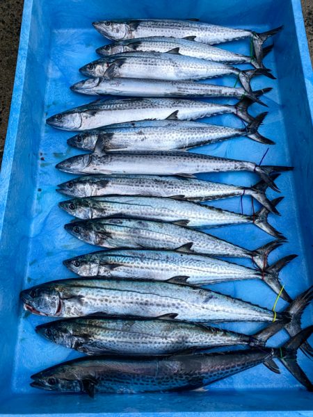 まるいち丸 ZERO-1 釣果