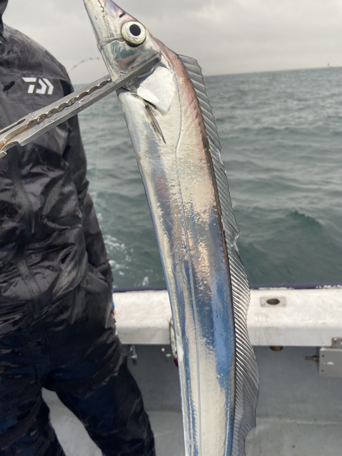 夢丸 釣果 大阪 テンヤ タチウオ ジギング船 釣り船 釣果情報サイト カンパリ