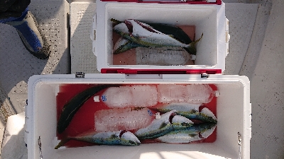 またまたハマチ