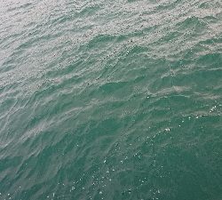 またまたハマチ