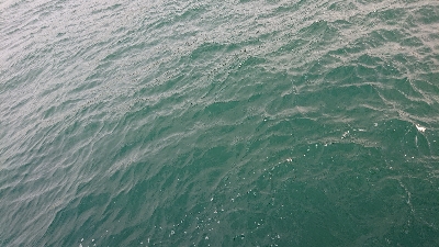 またまたハマチ