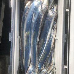 フィッシング　キッタカ 釣果