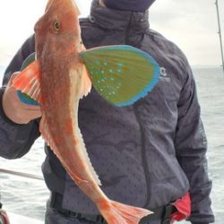 遊漁船 ニライカナイ 釣果