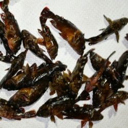 TOPGUN名古屋 釣果