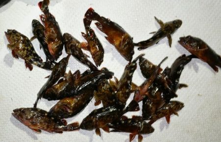 TOPGUN名古屋 釣果