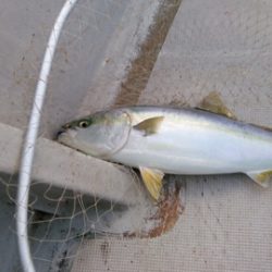 弘福丸 釣果