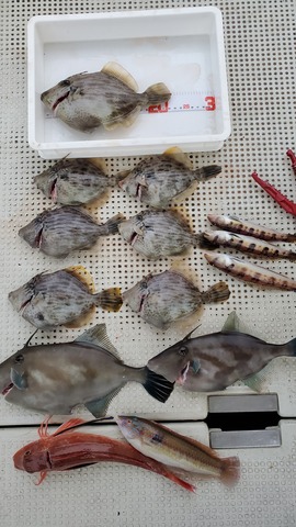 遊漁船　ニライカナイ 釣果