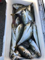 久里浜黒川本家 釣果