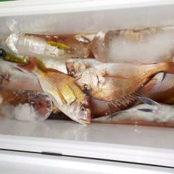 第二むつ漁丸 釣果