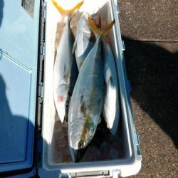 ファイヤードルフィン 釣果