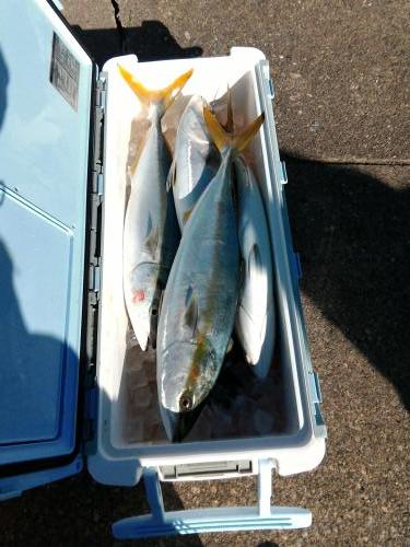 ファイヤードルフィン 釣果