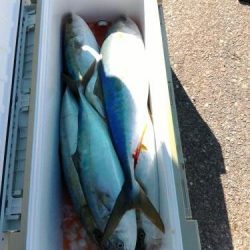 ファイヤードルフィン 釣果