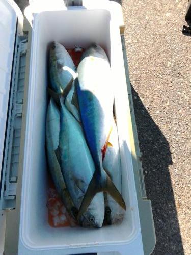 ファイヤードルフィン 釣果