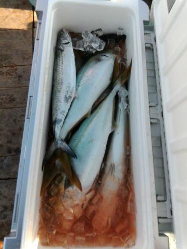 ファイヤードルフィン 釣果