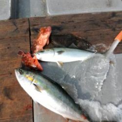 ファイヤードルフィン 釣果