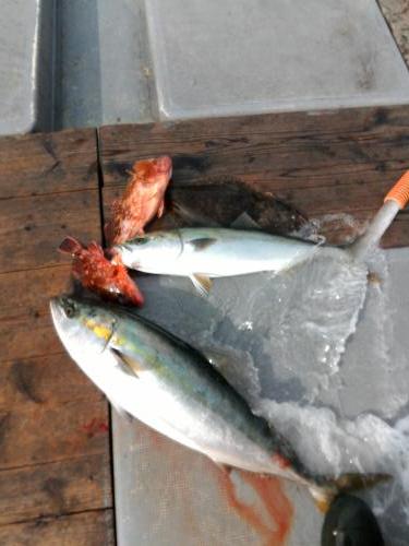 ファイヤードルフィン 釣果