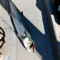 ファイヤードルフィン 釣果