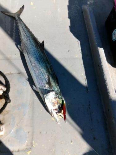 ファイヤードルフィン 釣果