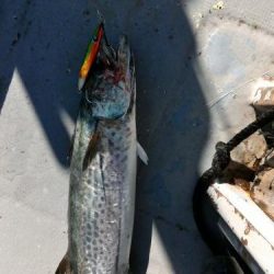 ファイヤードルフィン 釣果