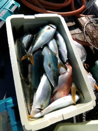 ファイヤードルフィン 釣果