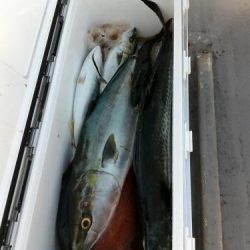 ファイヤードルフィン 釣果