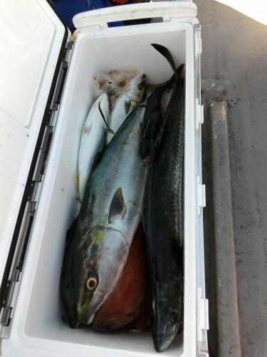 ファイヤードルフィン 釣果