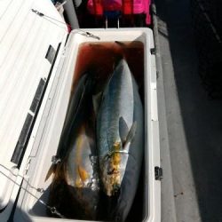 ファイヤードルフィン 釣果