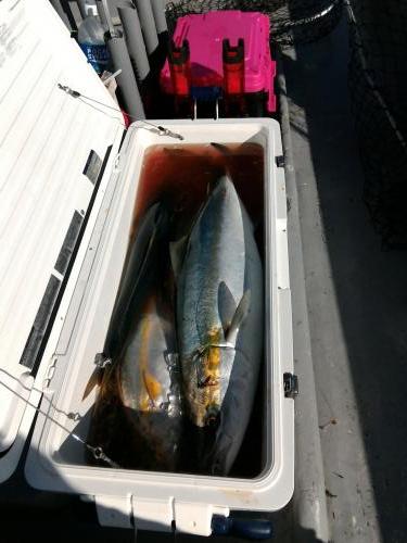 ファイヤードルフィン 釣果