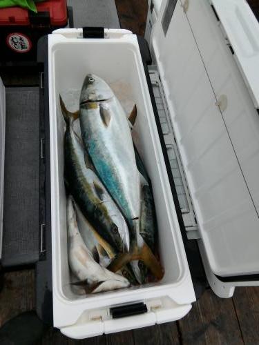 ファイヤードルフィン 釣果