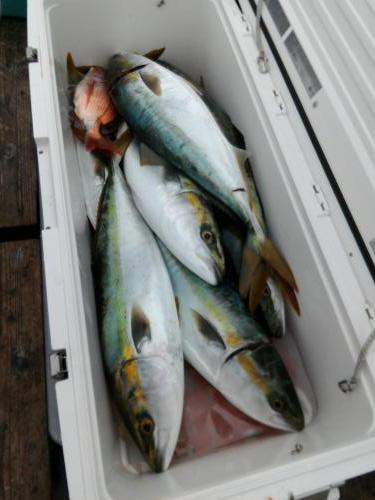 ファイヤードルフィン 釣果