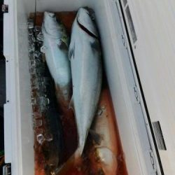 ファイヤードルフィン 釣果