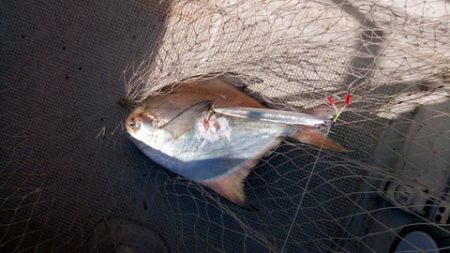 弘福丸 釣果