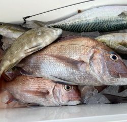 博栄丸 釣果