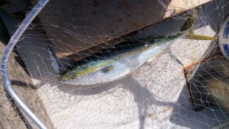 弘福丸 釣果