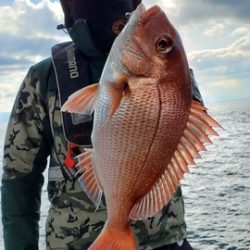 遊漁船 ニライカナイ 釣果